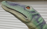 Coelophysis, larger than life model in the flesh RENTAL ONLY
