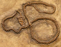 Palaeopython, fossil snake, 15 inch