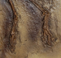 Confuciusornis sanctus, fossil bird from China
