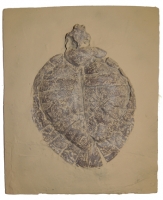 Allaeochelys crassesculptata, Messel Turtle