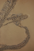 Paleopython, Messel Pit Snake, 35 Inch