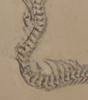 Paleopython, Messel Pit Snake, 35 Inch