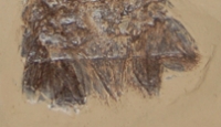 Eryon actiformis, a Solnhofen fossil lobster