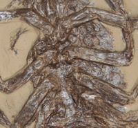 Eryon actiformis, a Solnhofen fossil lobster