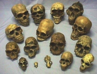 Hominid Skull Collection, 17 Skulls (save $500)