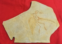 Archaeopteryx lithographicia, Eichstatt Specimen B side