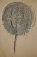 Mesolimulus walchi, Horseshoe Crab, medium