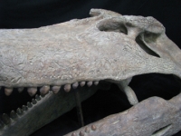 Deinosuchus, Super Croc