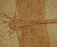 Libellulium longilatum, dragonfly