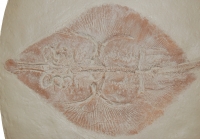 Asterodermus platypterus, stingray