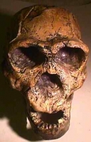 Homo ergaster, skull sculpture of  KNM-ER 3733