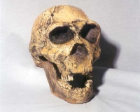 Homo ergaster, skull sculpture of  KNM-ER 3733