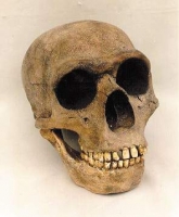 Homo neanderthalensis Skull, Forbes Quarry Gibraltar