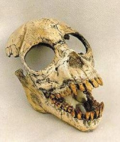 Proconsul africanus Skull, reconstruction