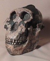 Australopithecus boisei aka, Paranthropus, aka, Zinjanthropus