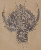 Eryon, Fossil Lobster or Crab