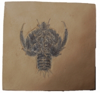 Eryon, Fossil Lobster or Crab