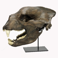 Arctodus simus, giant short-faced bear skull