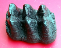 Mammut americanium, mastodon tooth Paper Weight