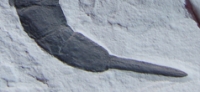 Eurypterus remipes