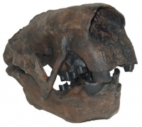 Megalonyx jeffersoni, ground sloth skull, Now The West Virginia State Fossil