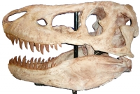 Tarbosaurus, skull 