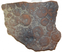 Nemiana simplex Precambrian Ediacaran Fossil Replica