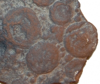 Nemiana simplex Precambrian Ediacaran Fossil Replica