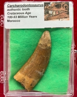 Authentic Carcharodontosaurus tooth in Acrylic Display Case 
