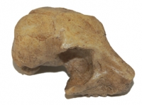 Rooneyia omomyid, early primate skull