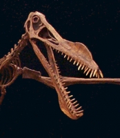 Anhanguera blittersdorfi. pterosaur