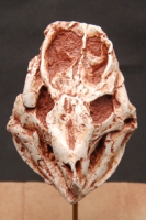 Liaoceratops yanzigouensis