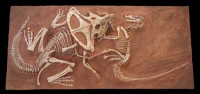 Velociraptor & Protoceratops Fighting 