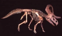 Zuniceratops christopheri, skeleton