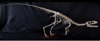 Suskityrannus hazelaeskeleton skeleton