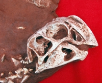 Conchoraptor gracilis, adult skeleton in matrix