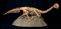Conchoraptor gracilis, 3D juvenile skeleton on nest
