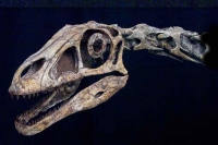 Falcarius utahensis, Therizinosaur skeleton