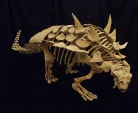 Gastonia burgei, Ankylosaur Skeleton