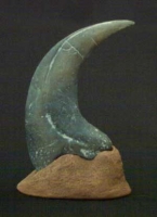 Utahraptor ostrommaysorum, manus claw
