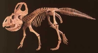 Protoceratops andrewsi, skeleton