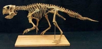 Psittacosaurus meileyingensis, skeleton