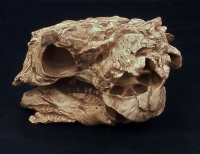 Pinacosaurus Skull, juvenile in matrix 