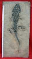 Sclerocephalus hauseri, Amphibian Skeleton
