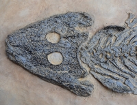 Sclerocephalus hauseri, Amphibian Skeleton