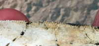 Caracharodontosaurus saharicus, tooth with serrations