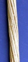 Monodon monoceros, narwhal tusk