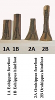 Horse Foot Evolution, fore & hind feet 12 piece set