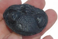 Phacops rana milleri, enrolled trilobite