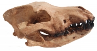 Canis dirus, Dire Wolf skull